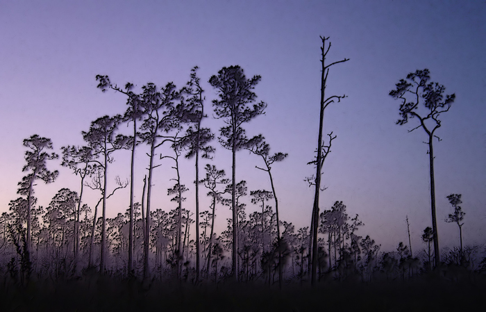 p2007 01 sony 01430p2