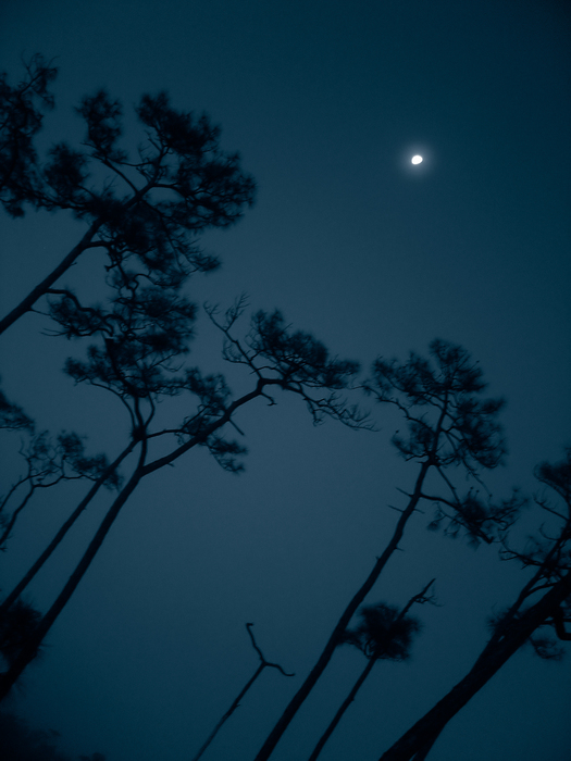 p2007 01 sony 01431d2