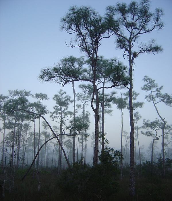 p2007 01 sony 01434m