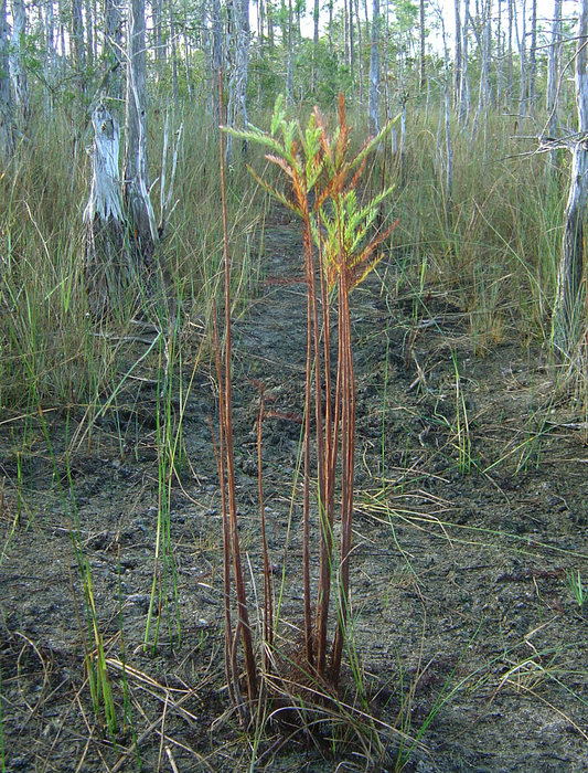 p2007 01 sony 01440m3