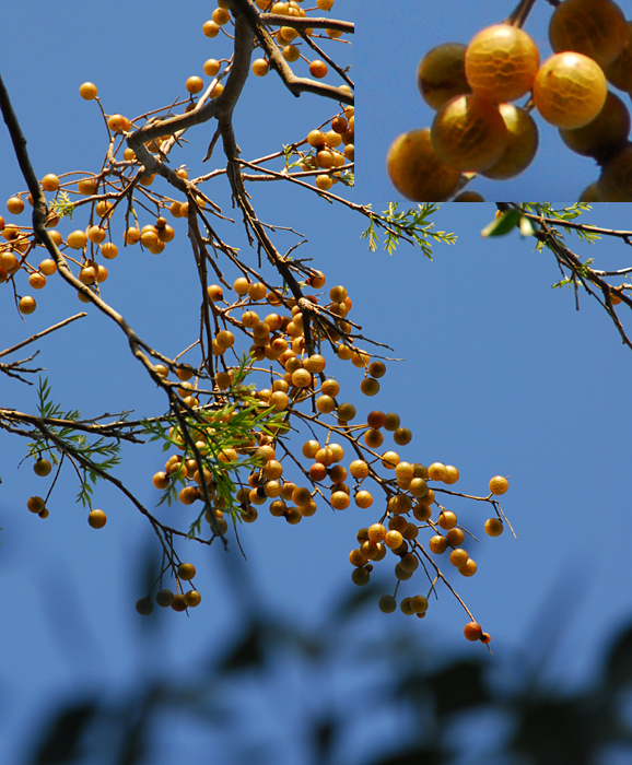 p2008 03 d200 2021m5