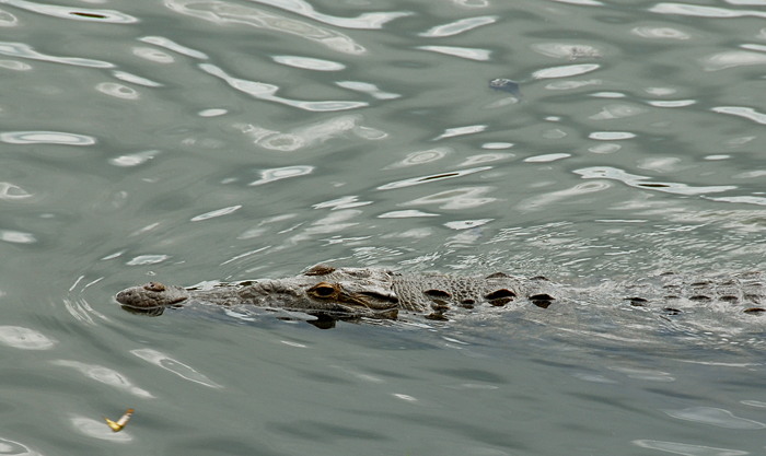 p2008 03 d200 2063m usm700