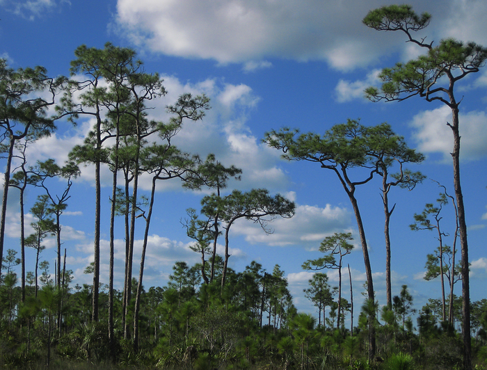 p2009 01 canon 1434m