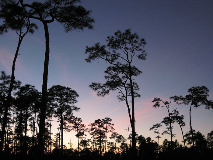 p2009 01 canon 1448m