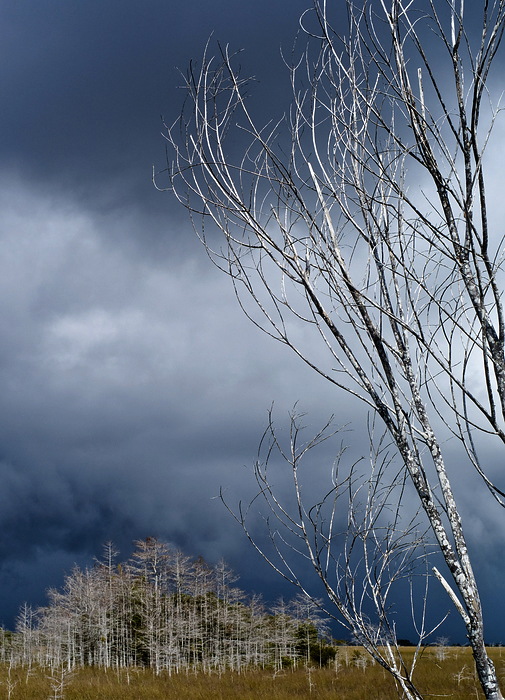 p2009 01 leica 00367c