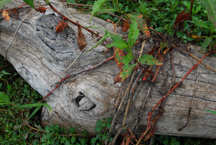 p2009 04 d200b 0036m