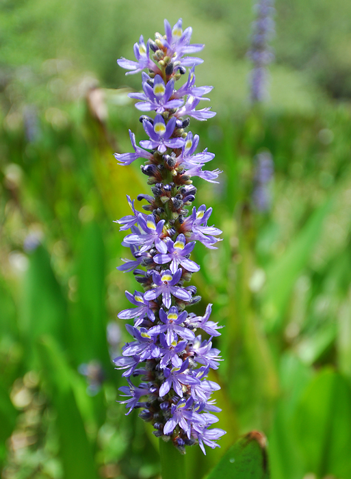 p2009 04 d200b 0073m