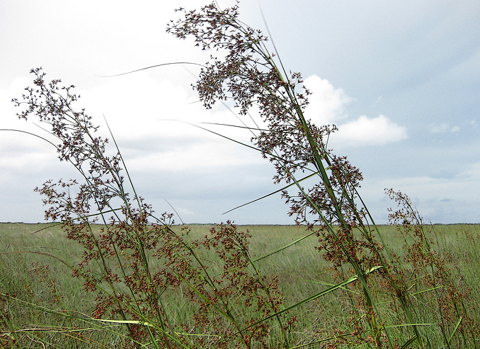 p2009 05 canon 2328m