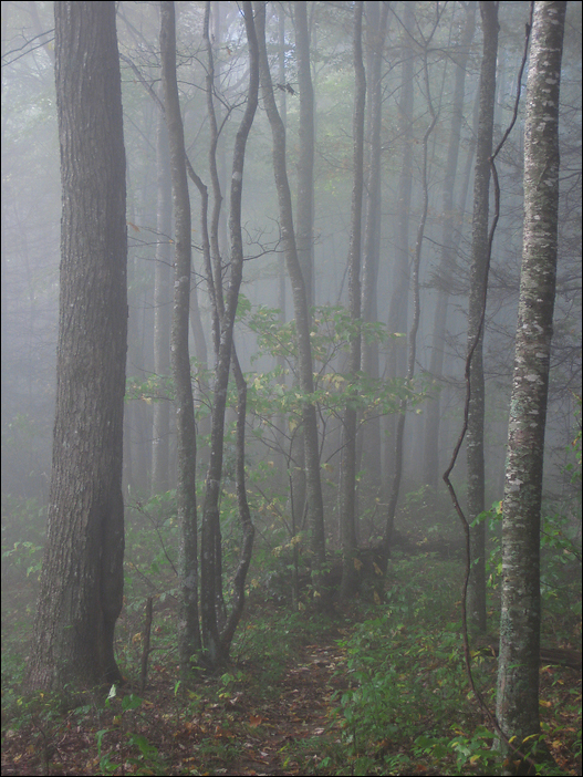 p2009 10 canon 3089m