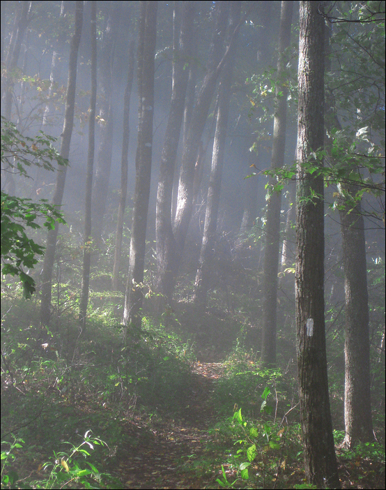 p2009 10 canon 3095m