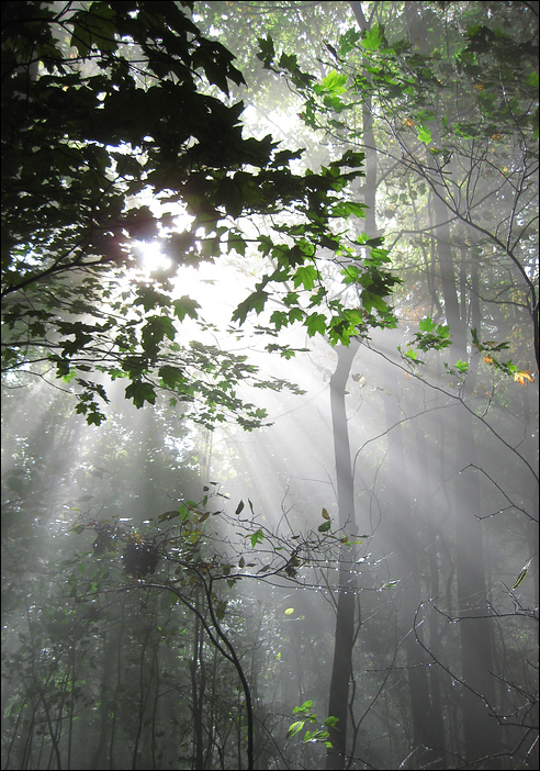 p2009 10 canon 3098m