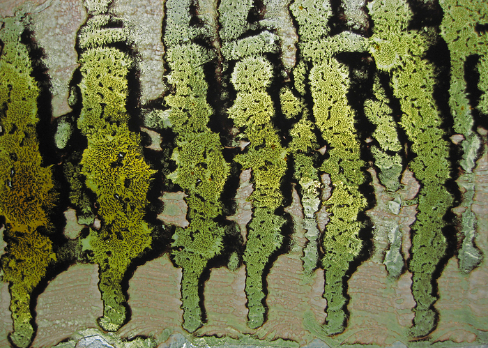 p2009 05 canon 1968m2