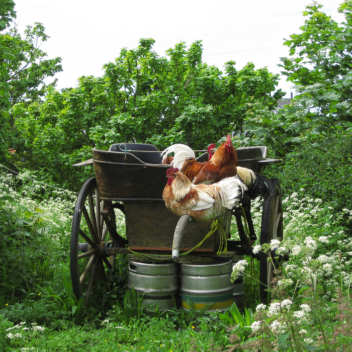 p2009 05 canon 2130m